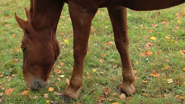Pferd grasen fressen Herbst Herbstlaub