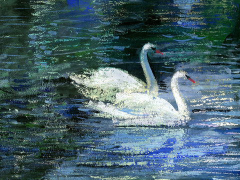 Two swans