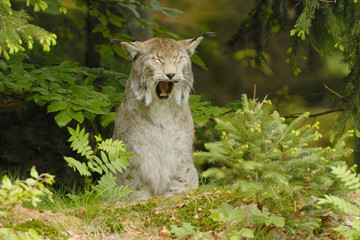 Luchs