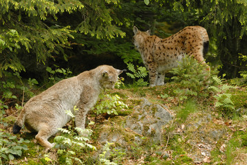 Luchs