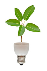 Fototapeta na wymiar Tree growing from base of fluorescent lamp