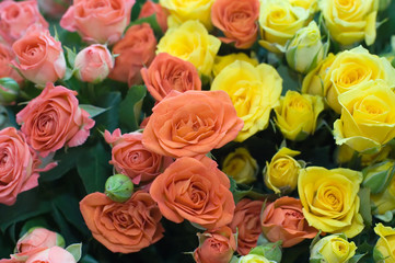 Beautiful fresh roses are collected in a bouquet