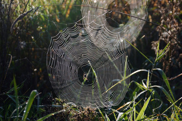 Spider web or net in the grass. © BigChen