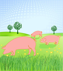 Schweine auf der Weide