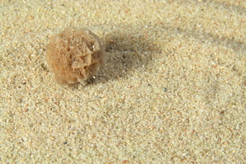 Sandrose