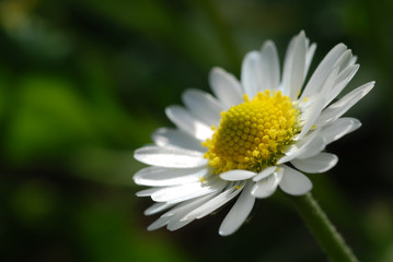 Obraz premium Margherita