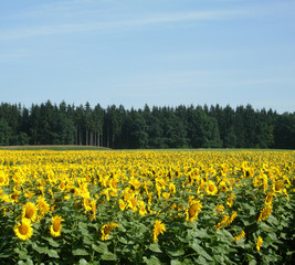 Sunflower field with forest in background