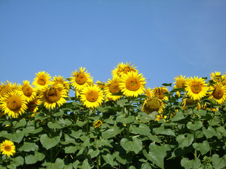 Sunflowers against blue sky