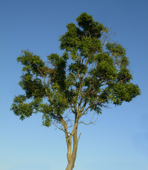 Tree against blue sky