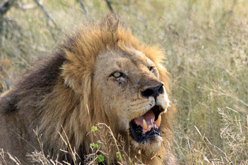 Male Lion in Sabi Reserve