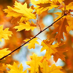 Autumn oak leaves background
