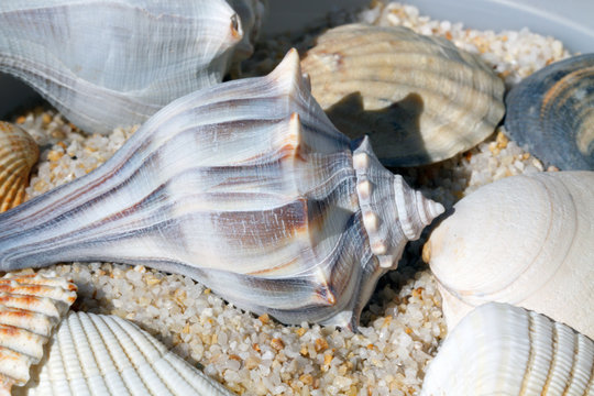 Whelk shell on the beach