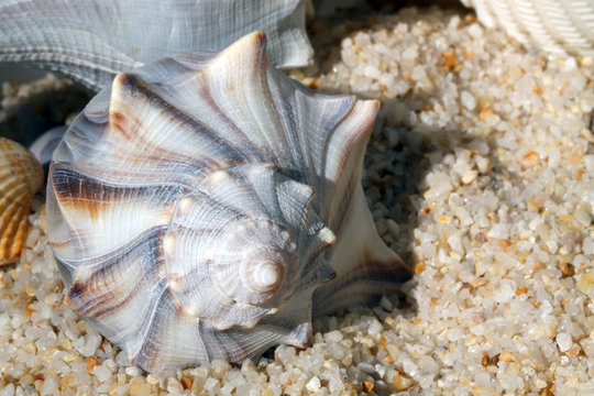 Whelk (Busycon contrarium) sea shell