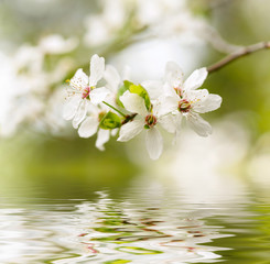 Spring white blossoms.
