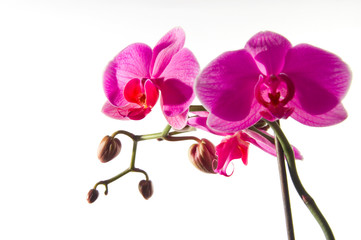 Orchidee