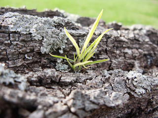 Growing