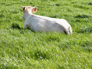 Cow in fresh grass