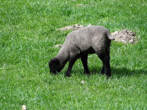 lamb #3