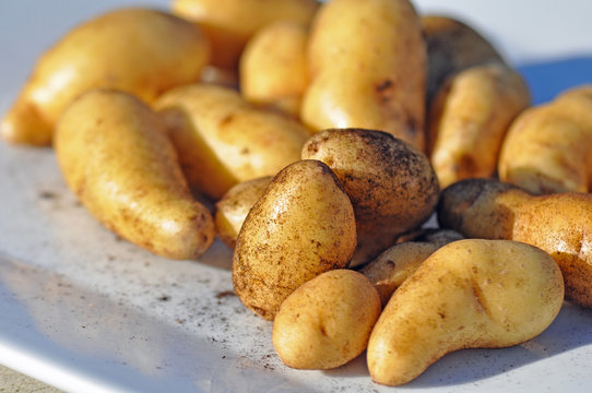pommes de terre rettes
