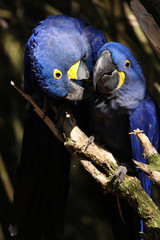 couple d'ara hyacinthe