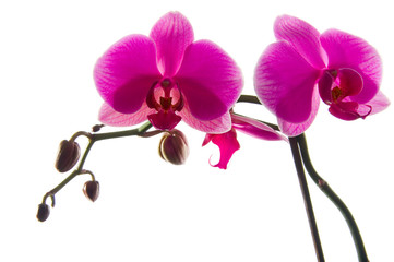 Orchidee