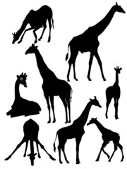 set of silhouette of giraffe
