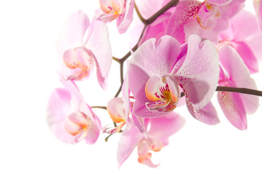 Fototapeta Orchidee