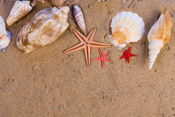 starfish, seashells