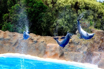 Fotobehang Waterpompshow met dolfijnen in Loro Parque © lindawelsa