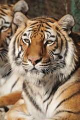 Fototapeta na wymiar Close-up of a Tigers face