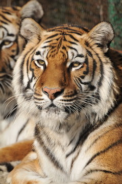 Close-up of a Tigers face