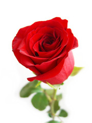 Red rose