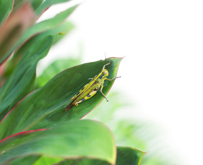 grasshopper