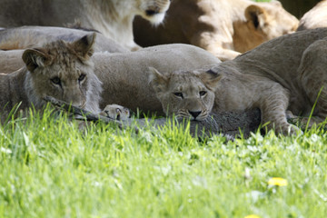 lionesses rest in green grass