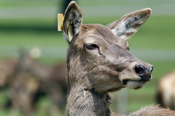 portrait of roe deer in green background