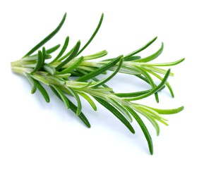 Fototapeta premium Rosmarin