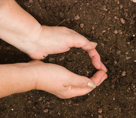 Hands with soil