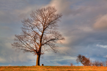 Lonely Tree On The Field