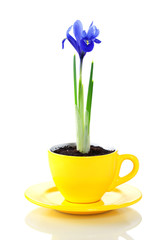 growing iris flowers in a cup