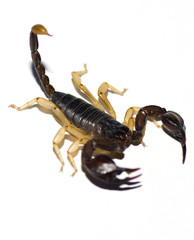 Scorpion sur fond blanc