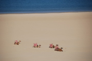 Fototapeta na wymiar Wielbłądy odpoczynku na plaży w Maroku