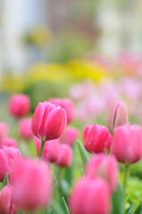 チューリップ