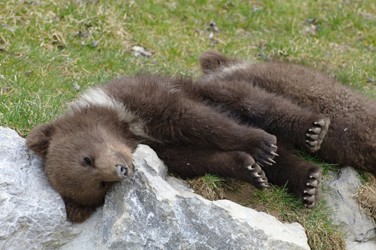 Junger Braunb&auml;r