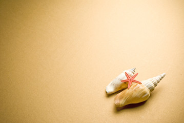 Seashells and starfish