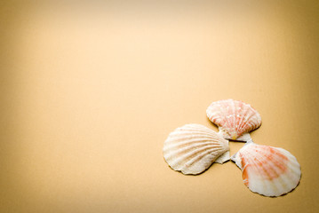 Seashells
