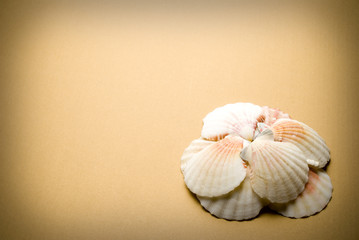 Seashells