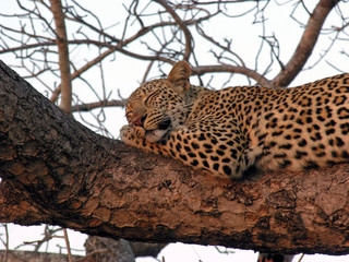 Leopard in tree asleep at sunset