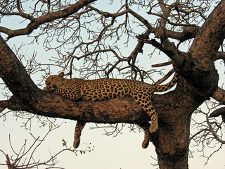 Leopard in tree at sunset
