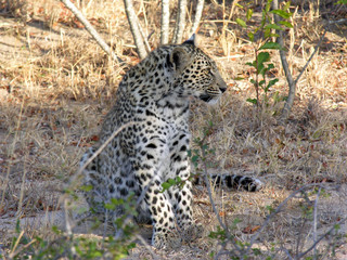 Young leopard profile