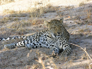 Female leopard resting
